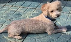 Landon, an adopted Miniature Poodle in Melbourne, FL image 1/2