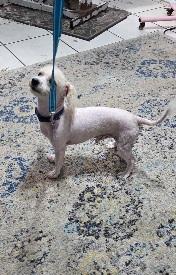 Landon, an adopted Miniature Poodle in Melbourne, FL image 2/2