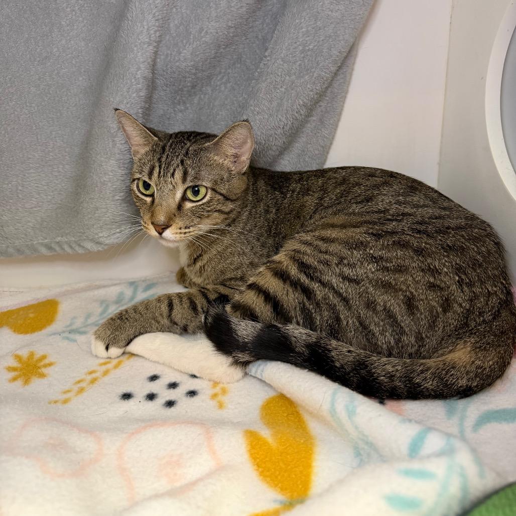 Dipsy, a Adoptable Domestic Short Hair in Council Bluffs, IA image 1/3