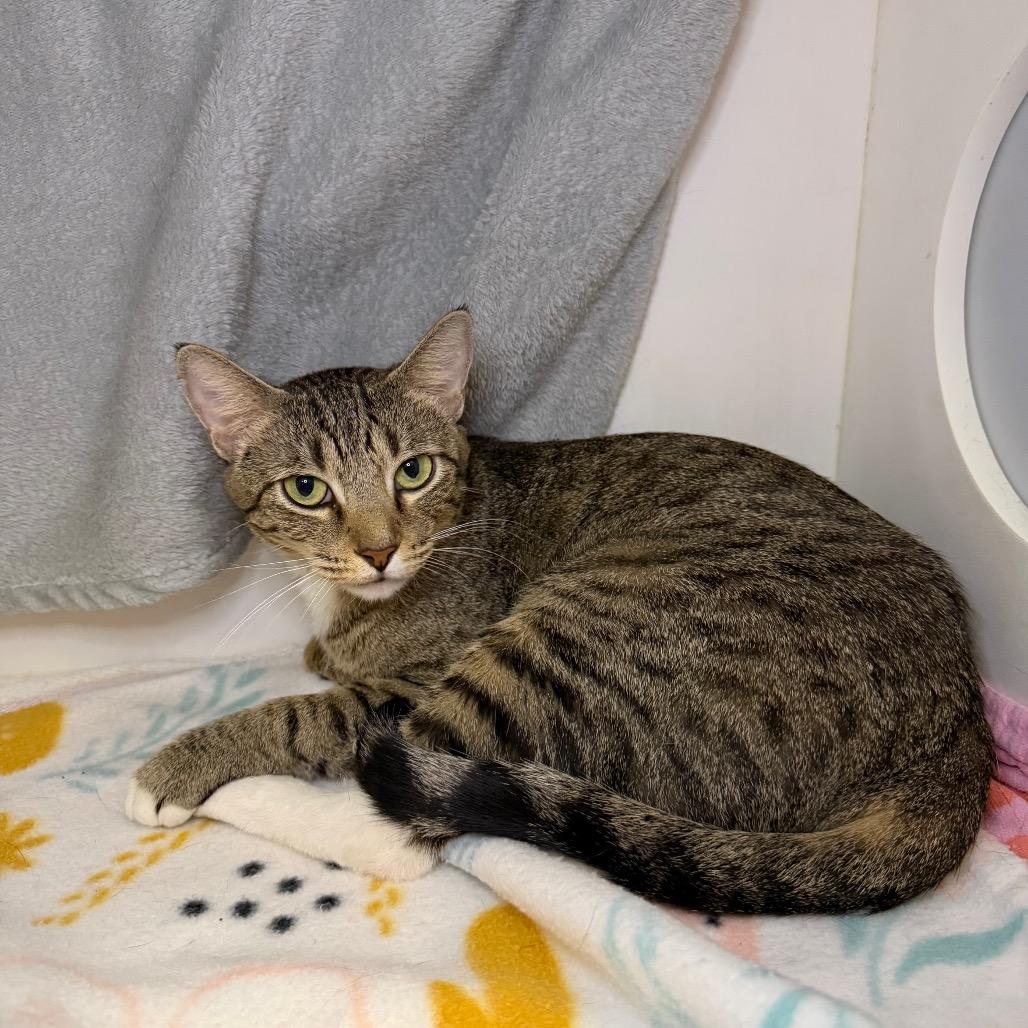 Dipsy, a Adoptable Domestic Short Hair in Council Bluffs, IA image 2/3