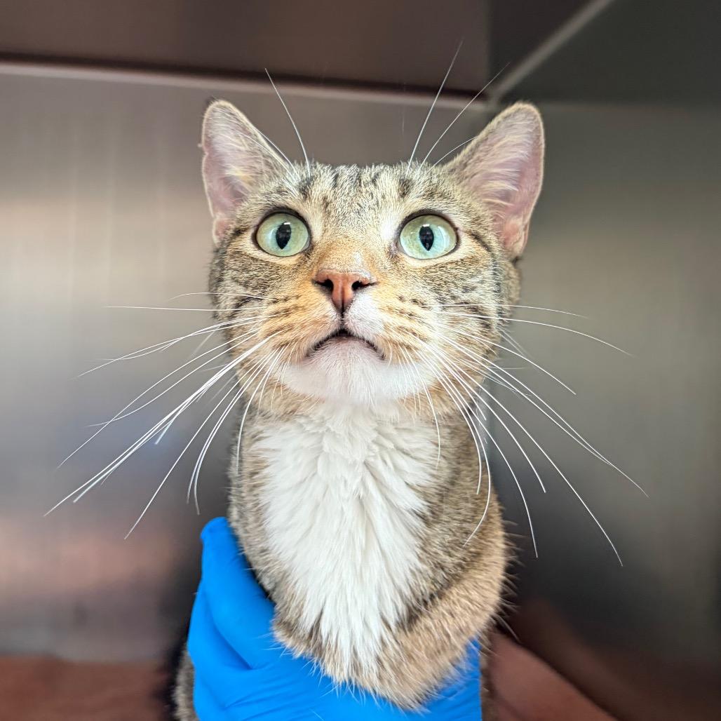 Dipsy, a Adoptable Domestic Short Hair in Council Bluffs, IA image 3/3