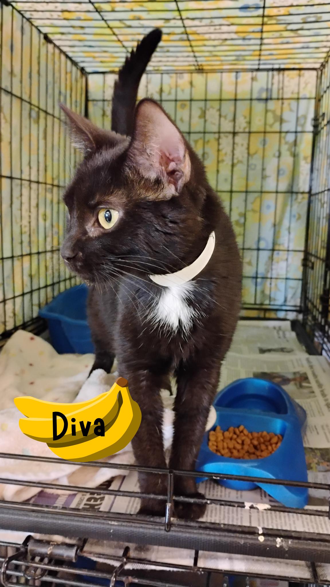 Diva, Young Female Domestic Short Hair