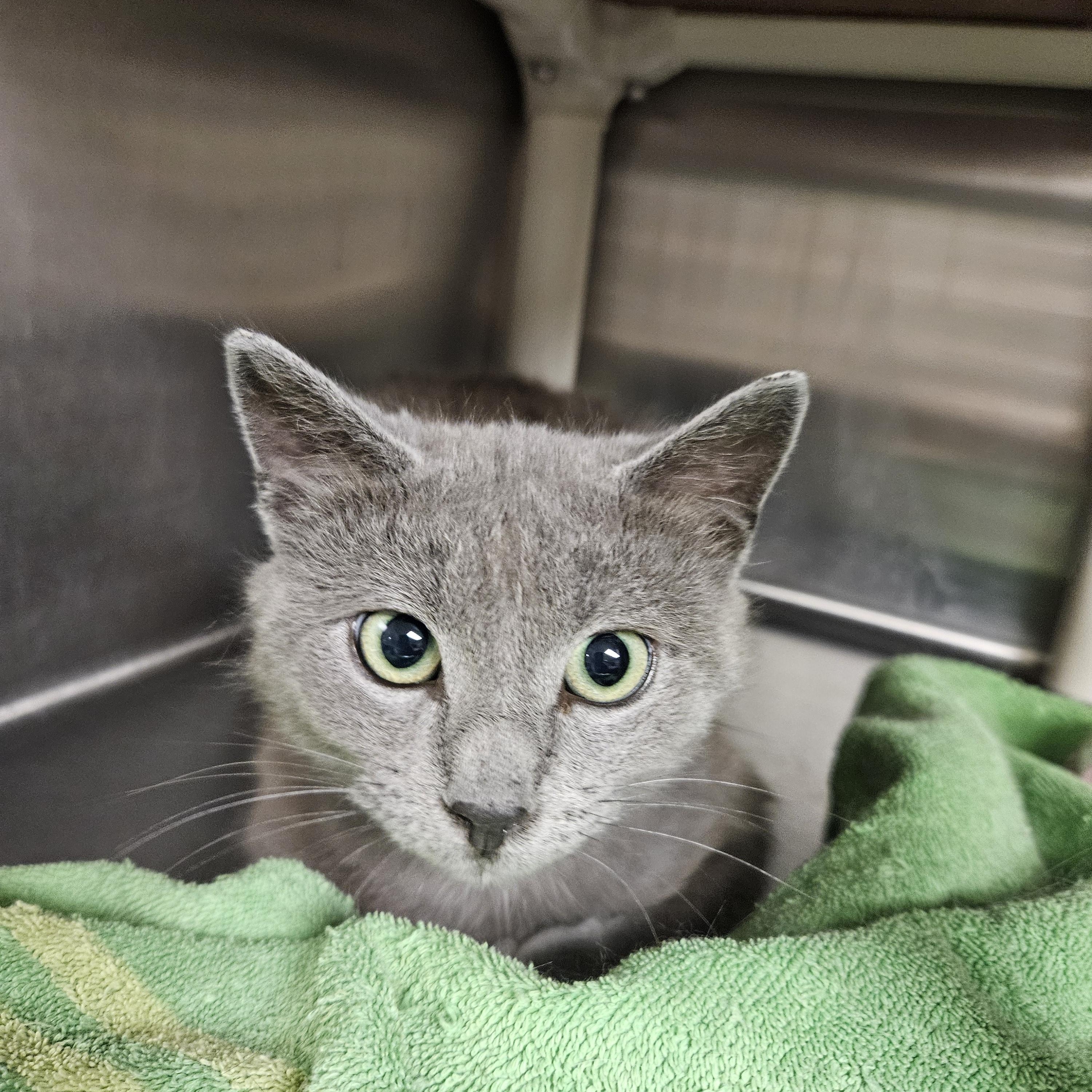 Bluey, a ADOPTABLE mixed breed in Bluffton, IN image 2/2