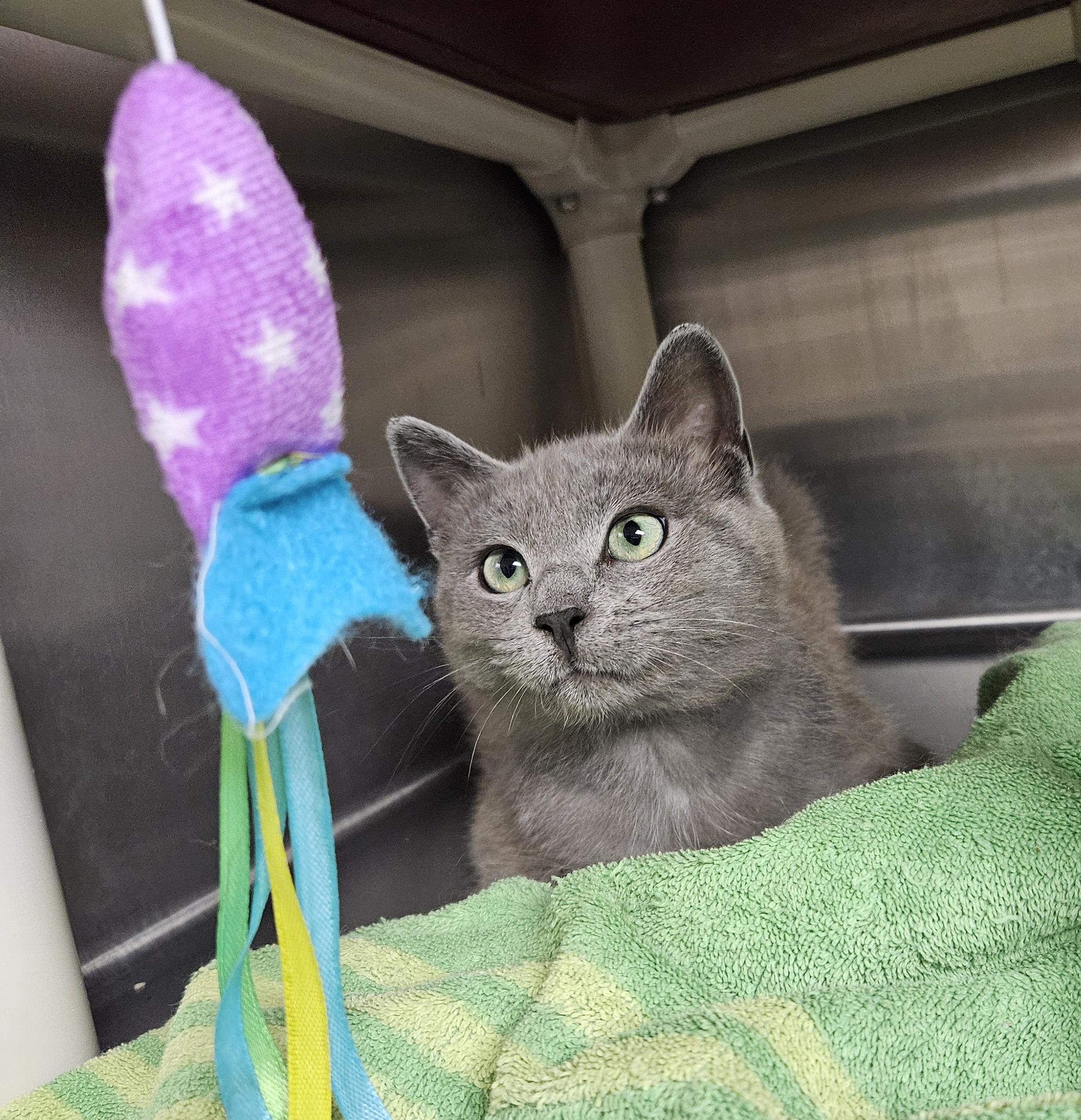 Bluey, a ADOPTABLE mixed breed in Bluffton, IN image 1/2