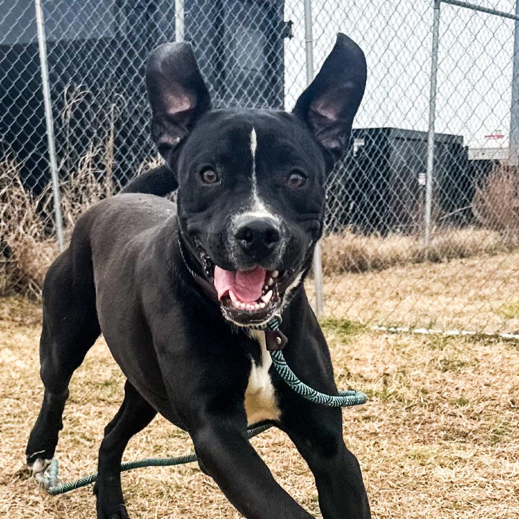 Donovan, a Adoptable mixed breed in Fort Smith, AR image 1/3