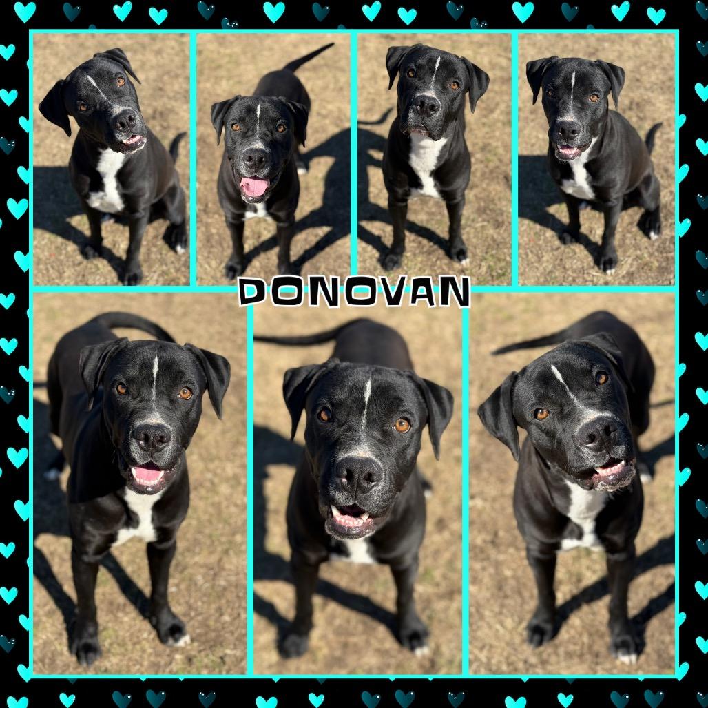 Donovan, a Adoptable mixed breed in Fort Smith, AR image 2/3