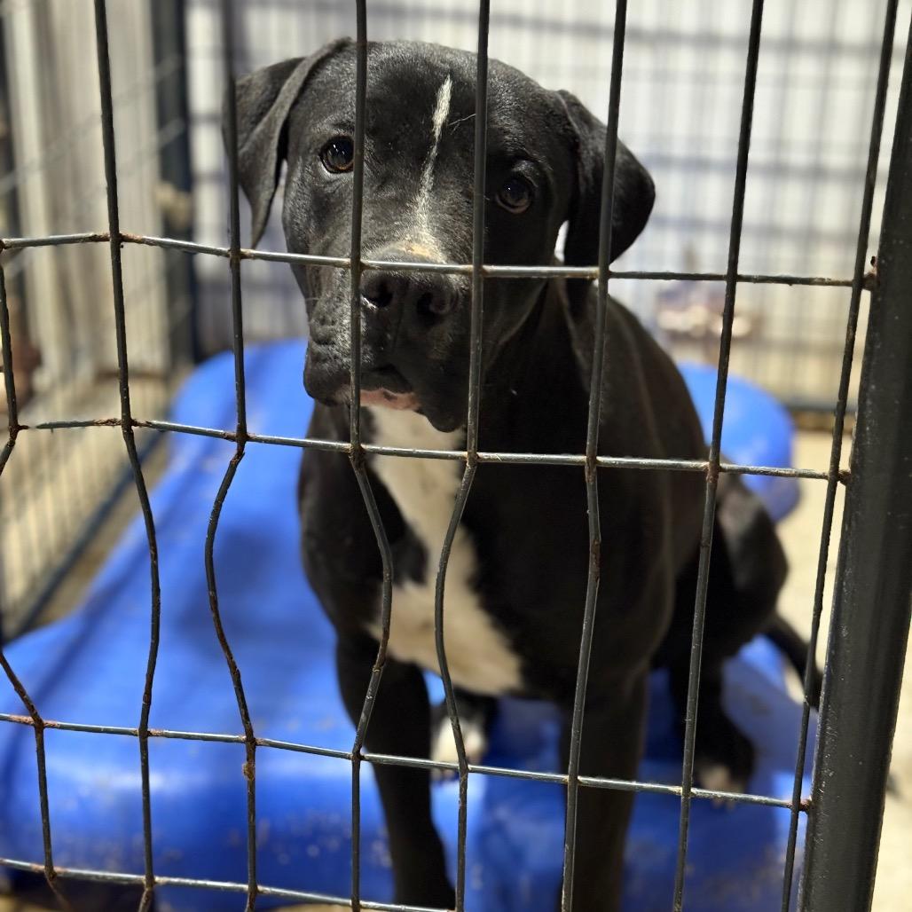 Donovan, a Adoptable mixed breed in Fort Smith, AR image 3/3