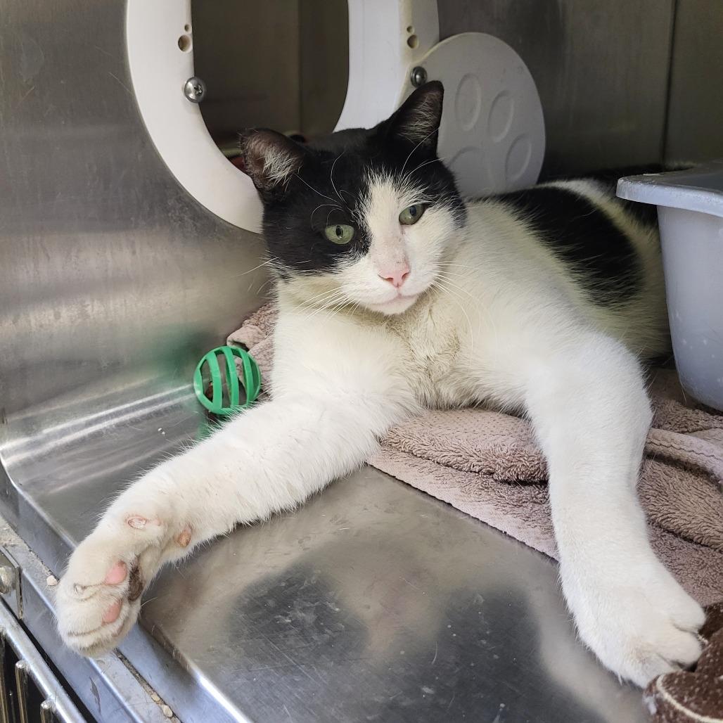 Prince, Adoptable, Adult Male Domestic Short Hair.