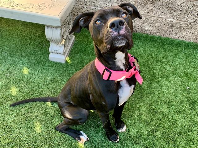 MARITZA, Adoptable, Young Female Pit Bull Terrier.