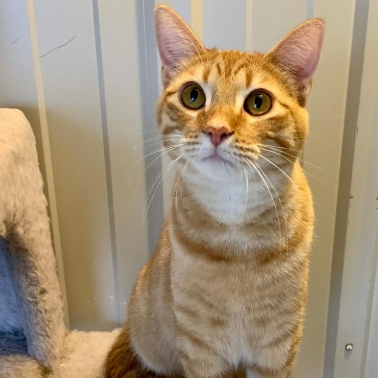 Marmalade, an adoptable Domestic Medium Hair in Benld, IL, 62009 | Photo Image 1