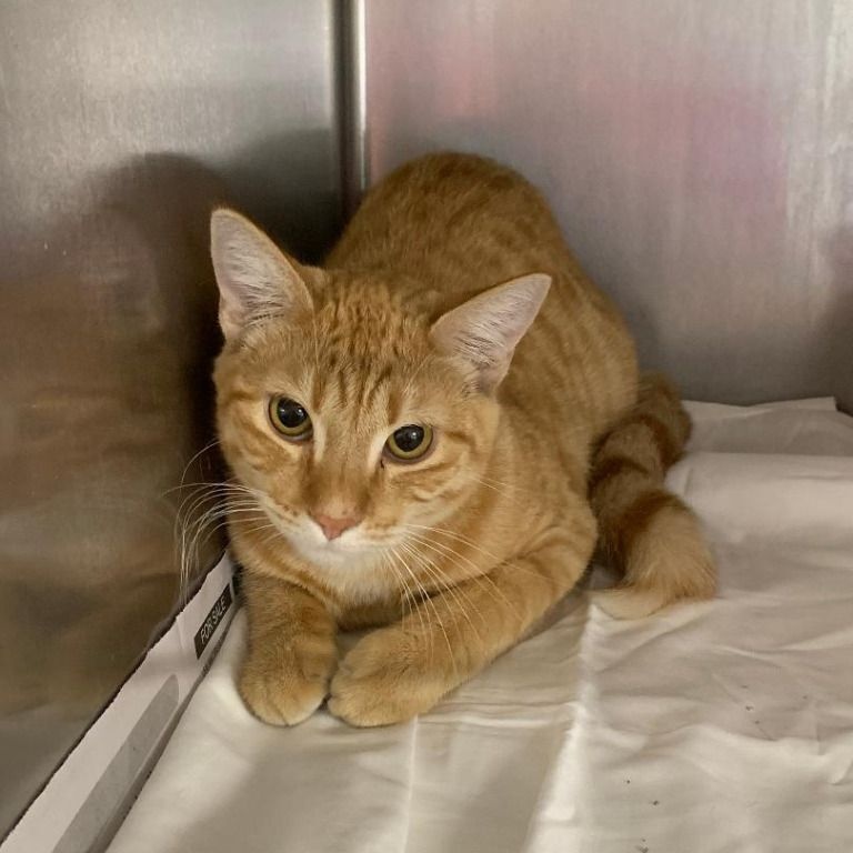 Cat for adoption Marmalade, a Domestic Medium Hair in Benld, IL