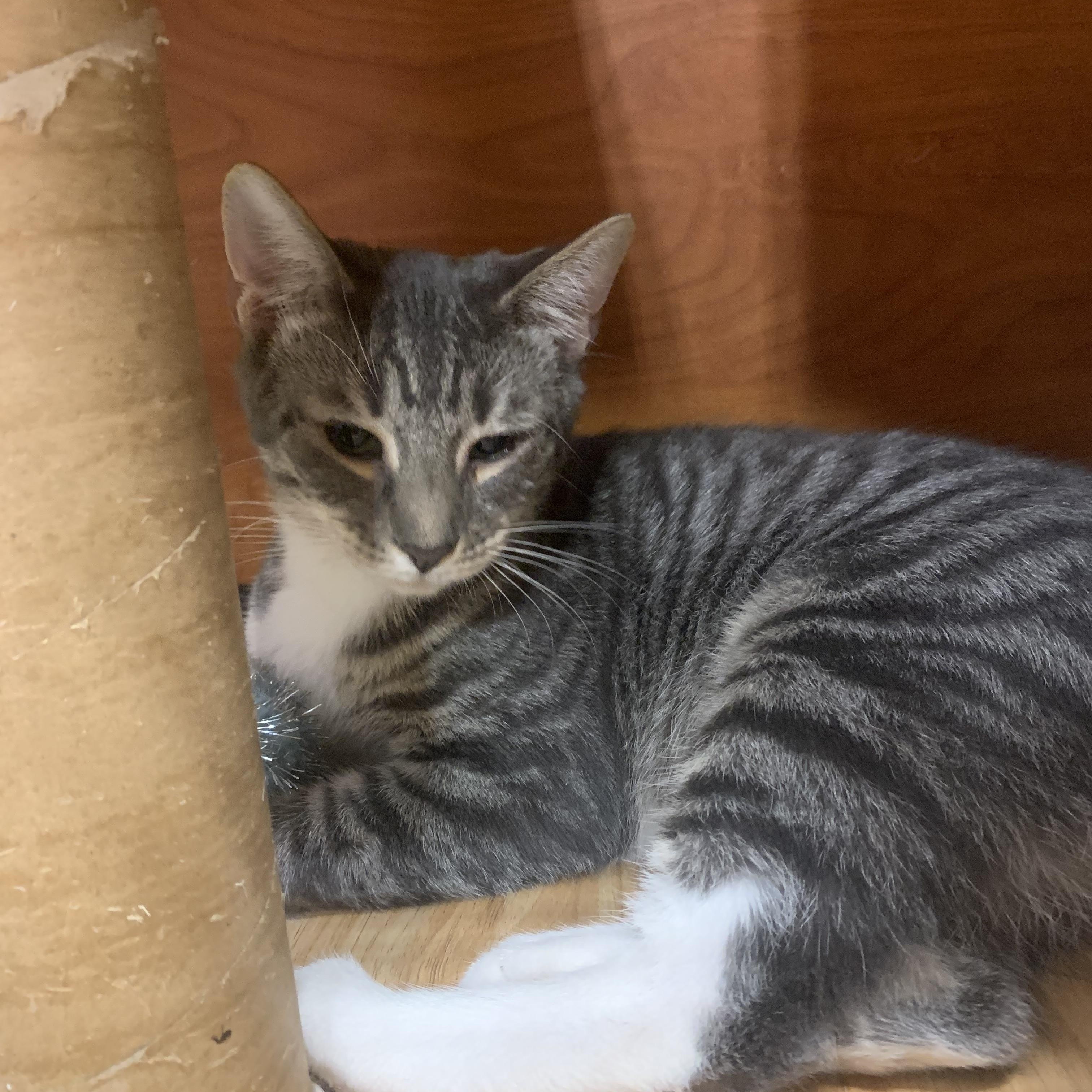 Logan, Adoptable, Kitten Male Domestic Short Hair.