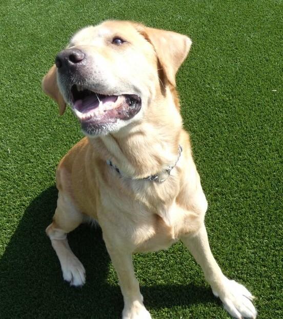 Huck, Adoptable, Adult Male Labrador Retriever.