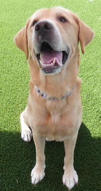 Enlarge Huck, a Adoptable Labrador Retriever in bellefontaine, OH image 2/6