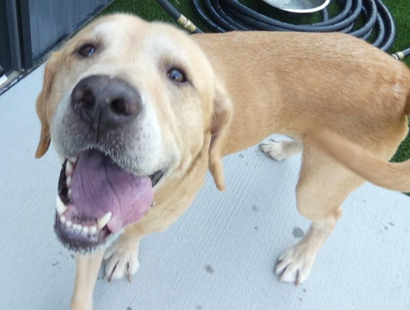Enlarge Huck, a Adoptable Labrador Retriever in bellefontaine, OH image 3/6