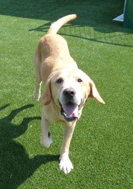 Enlarge Huck, a Adoptable Labrador Retriever in bellefontaine, OH image 4/6