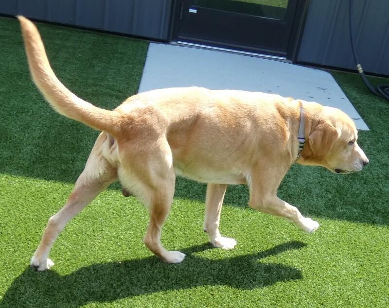Enlarge Huck, a Adoptable Labrador Retriever in bellefontaine, OH image 5/6
