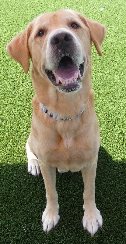 Enlarge Huck, a Adoptable Labrador Retriever in bellefontaine, OH image 6/6