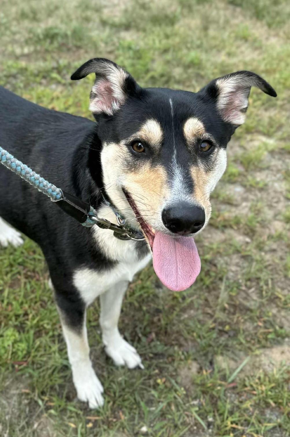 Kinsley, Adoptable, Adult Female German Shepherd Dog & Labrador Retriever.