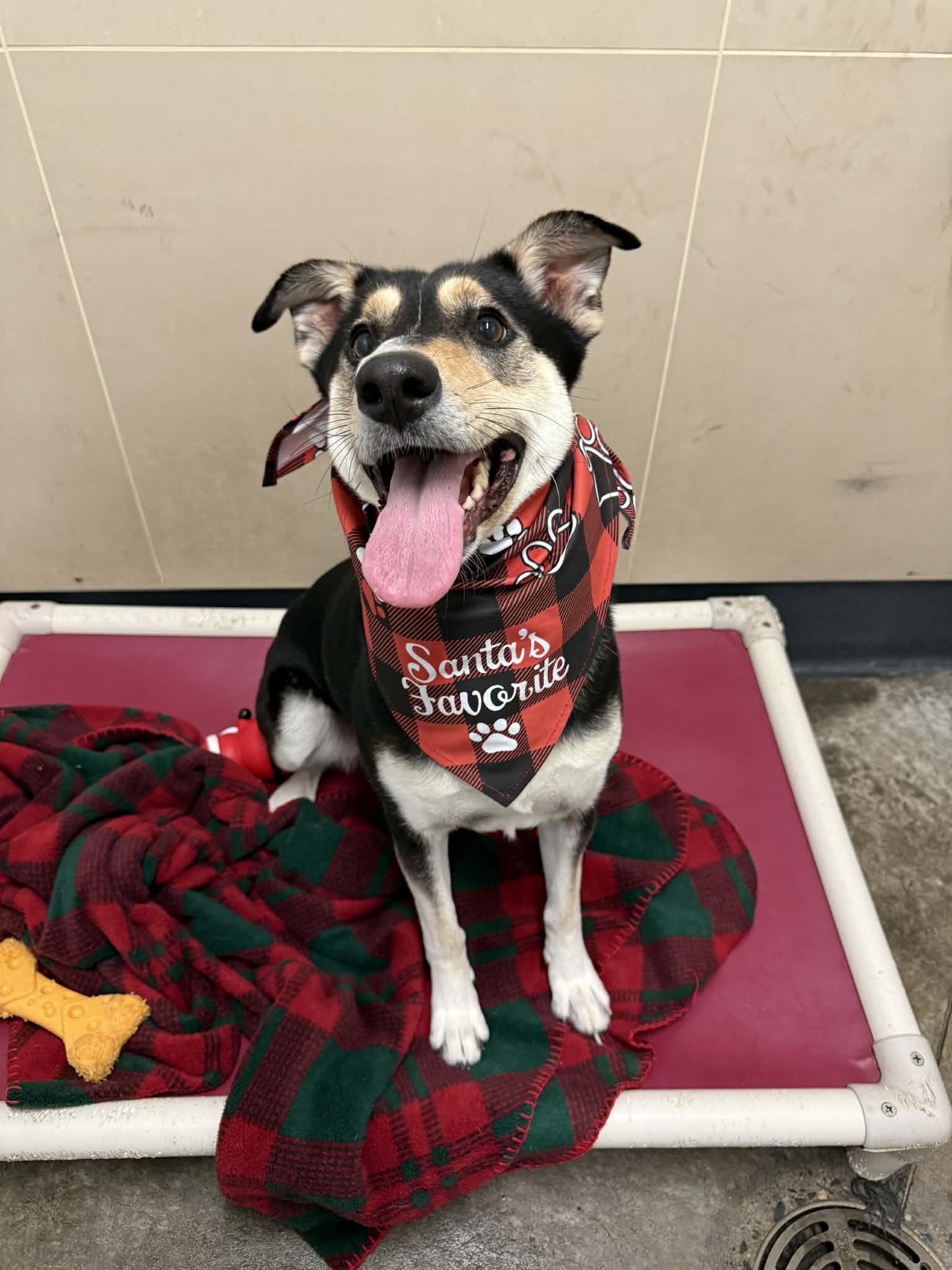 Enlarge Kinsley, a Adoptable mixed breed in Elizabethtown, NY image 1/1