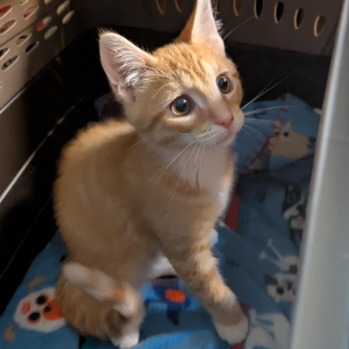 Garnet, Baby Male Domestic Medium Hair