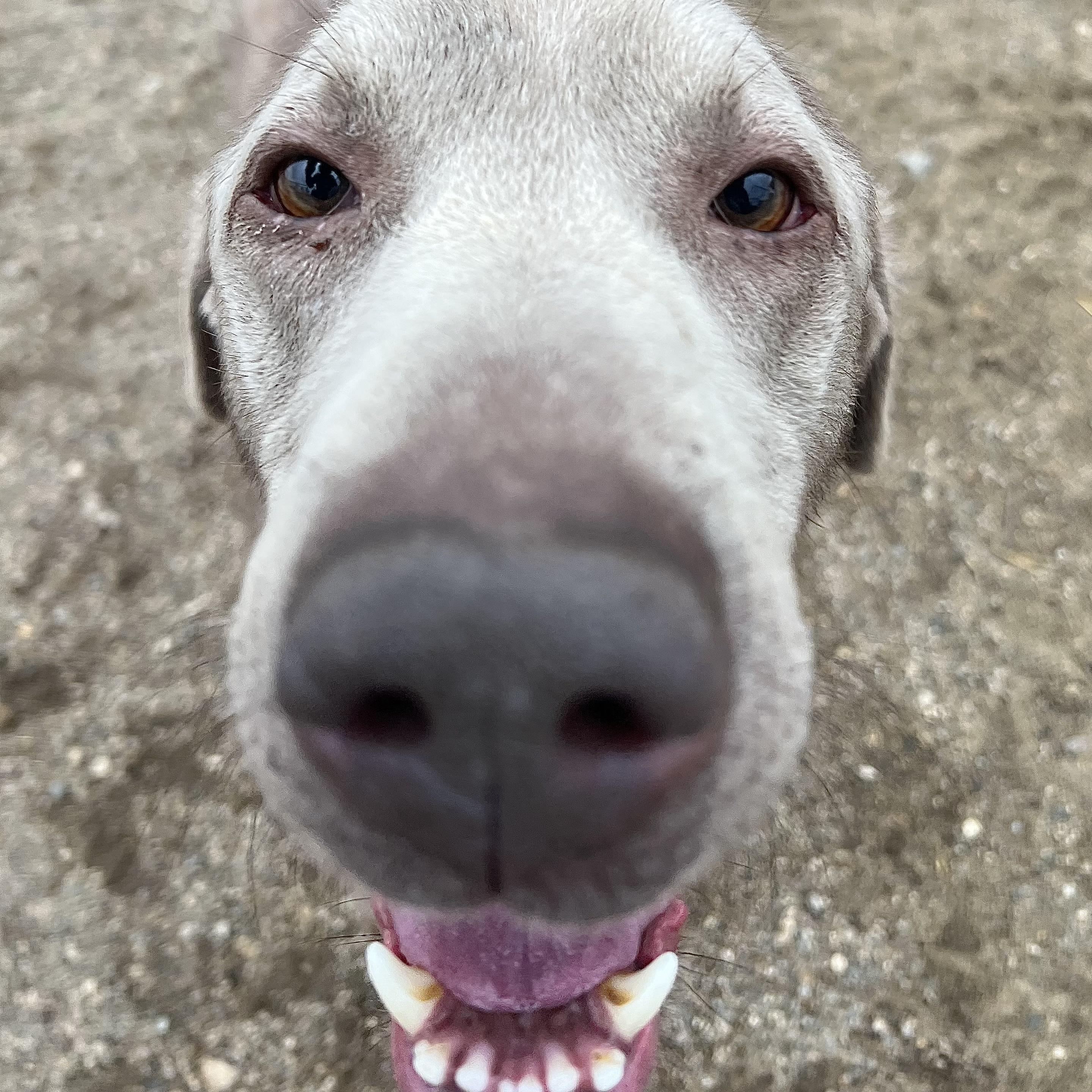 Gunner **NO FEE** (Sponsored by Figueroa’s Construction), a Adoptable Labrador Retriever in Fairmont, MN image 3/6