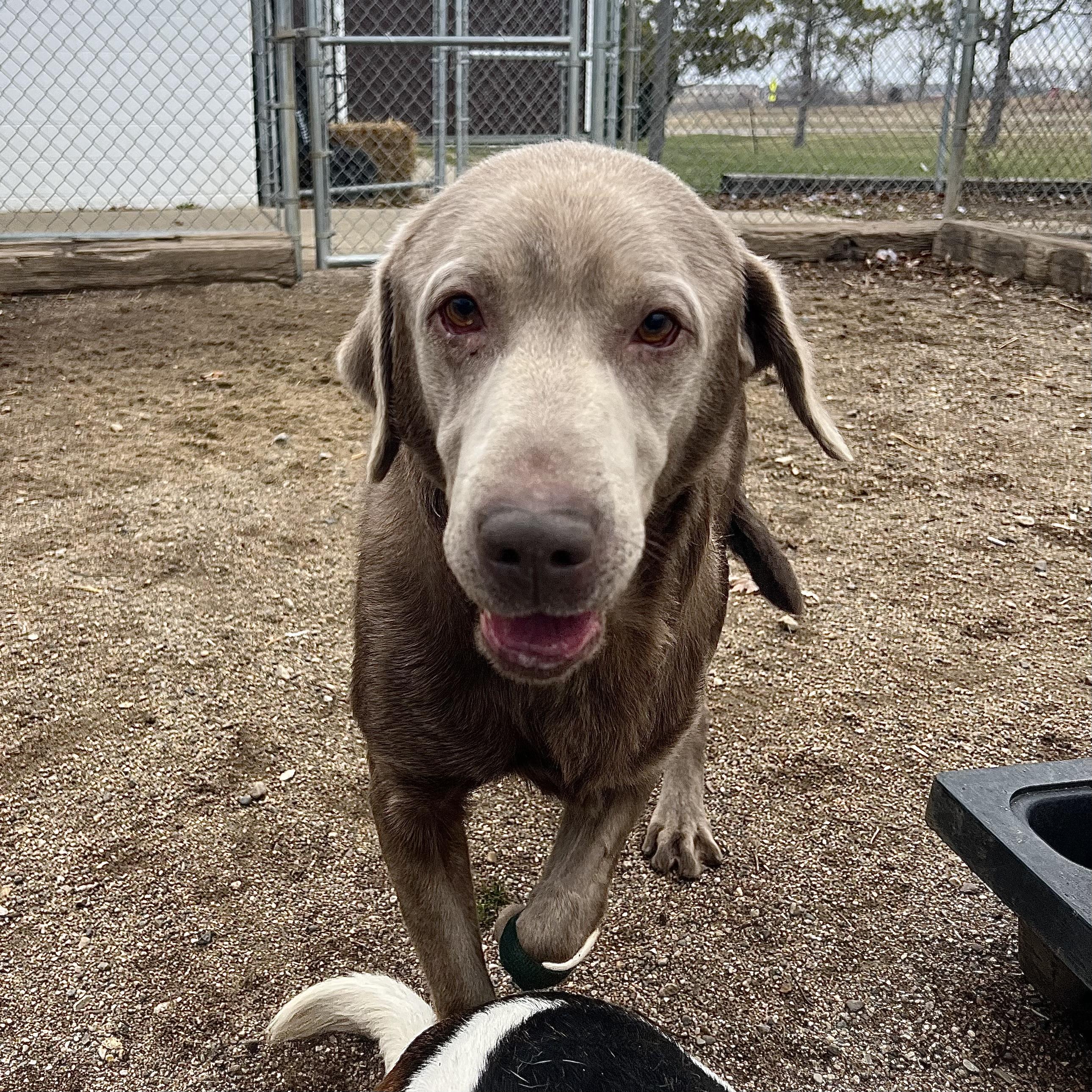 Gunner **NO FEE** (Sponsored by Figueroa’s Construction), a Adoptable Labrador Retriever in Fairmont, MN image 6/6