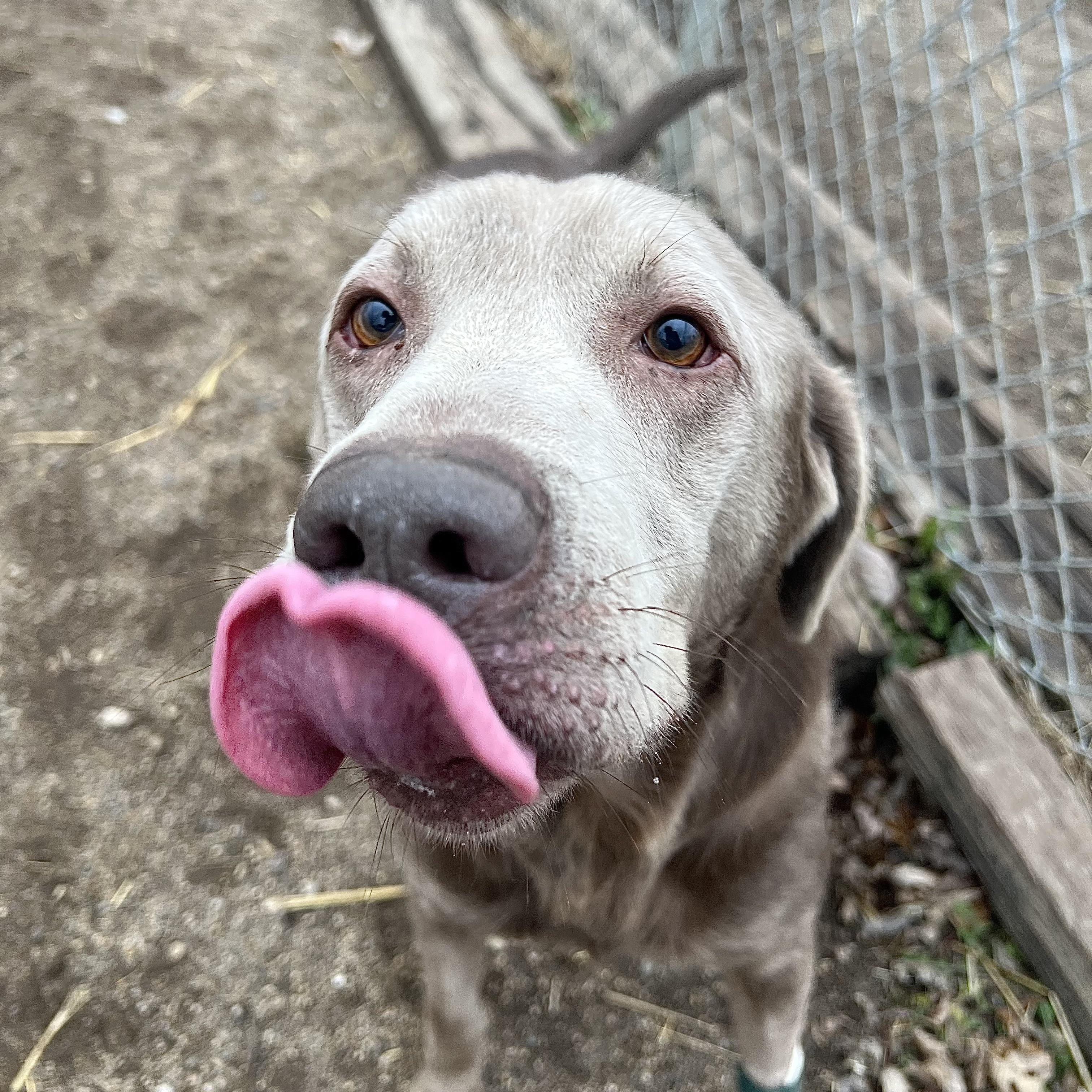 Gunner **NO FEE** (Sponsored by Figueroa’s Construction), Adoptable, Adult Male Labrador Retriever.