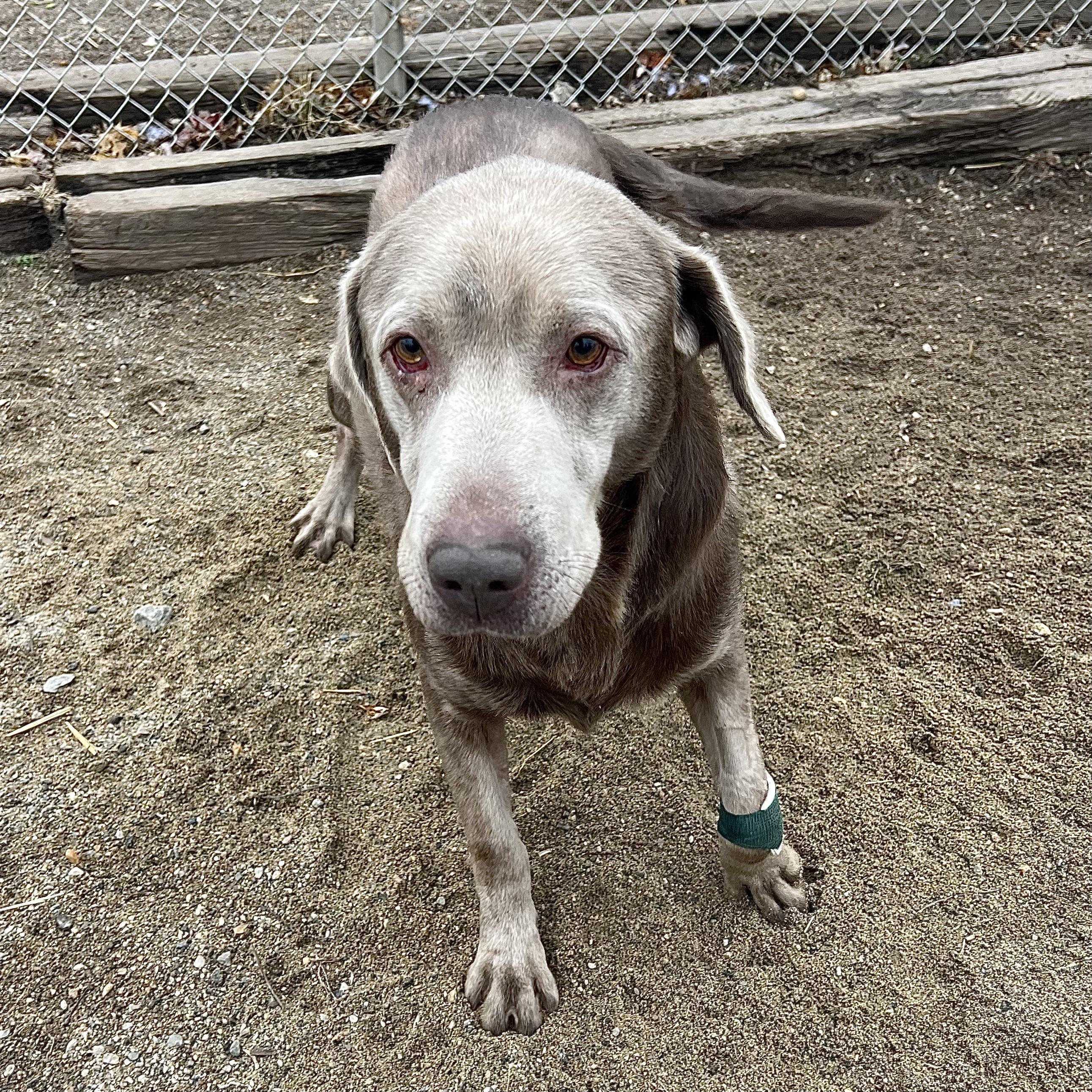 Gunner **NO FEE** (Sponsored by Figueroa’s Construction), a Adoptable Labrador Retriever in Fairmont, MN image 4/6