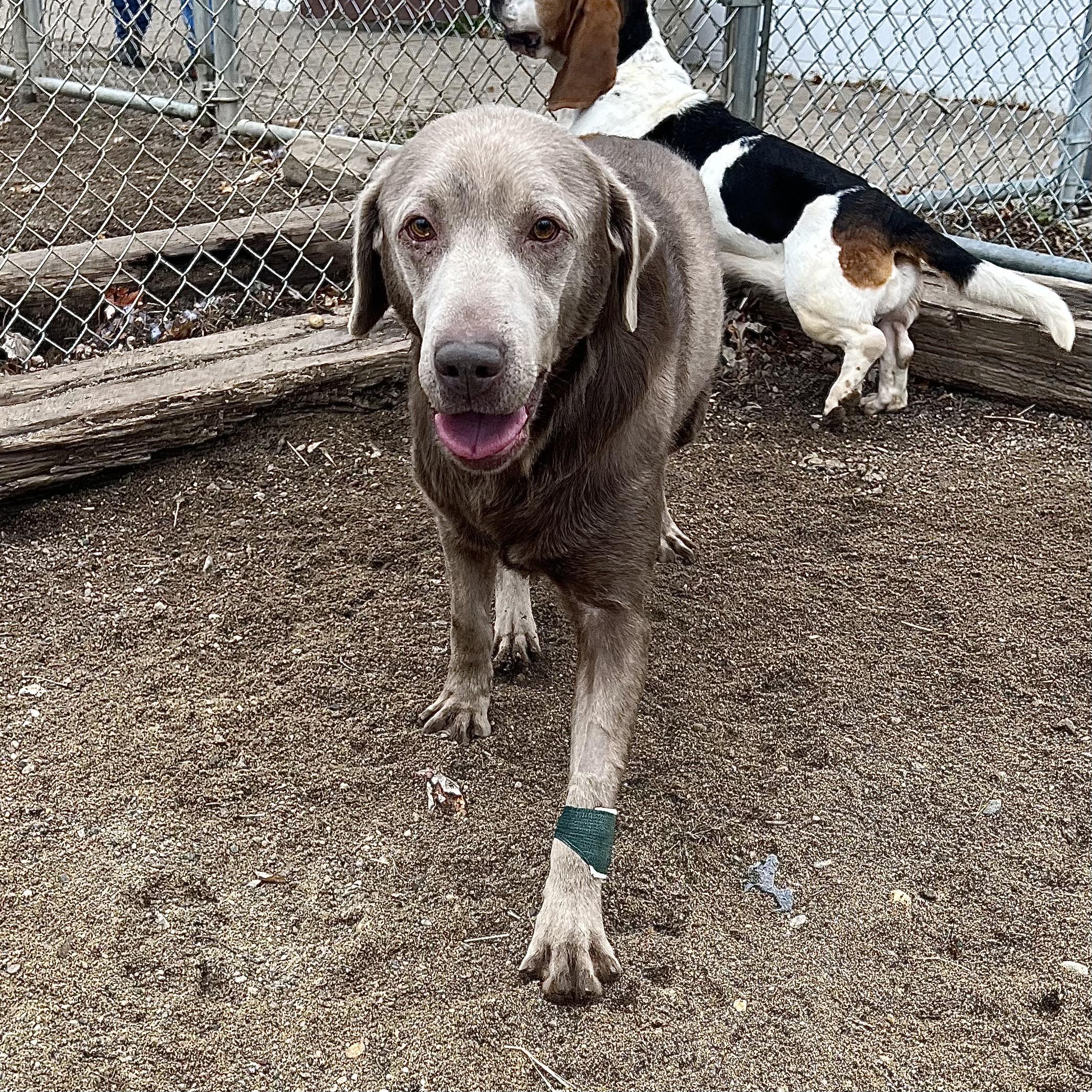 Gunner **NO FEE** (Sponsored by Figueroa’s Construction), a Adoptable Labrador Retriever in Fairmont, MN image 5/6