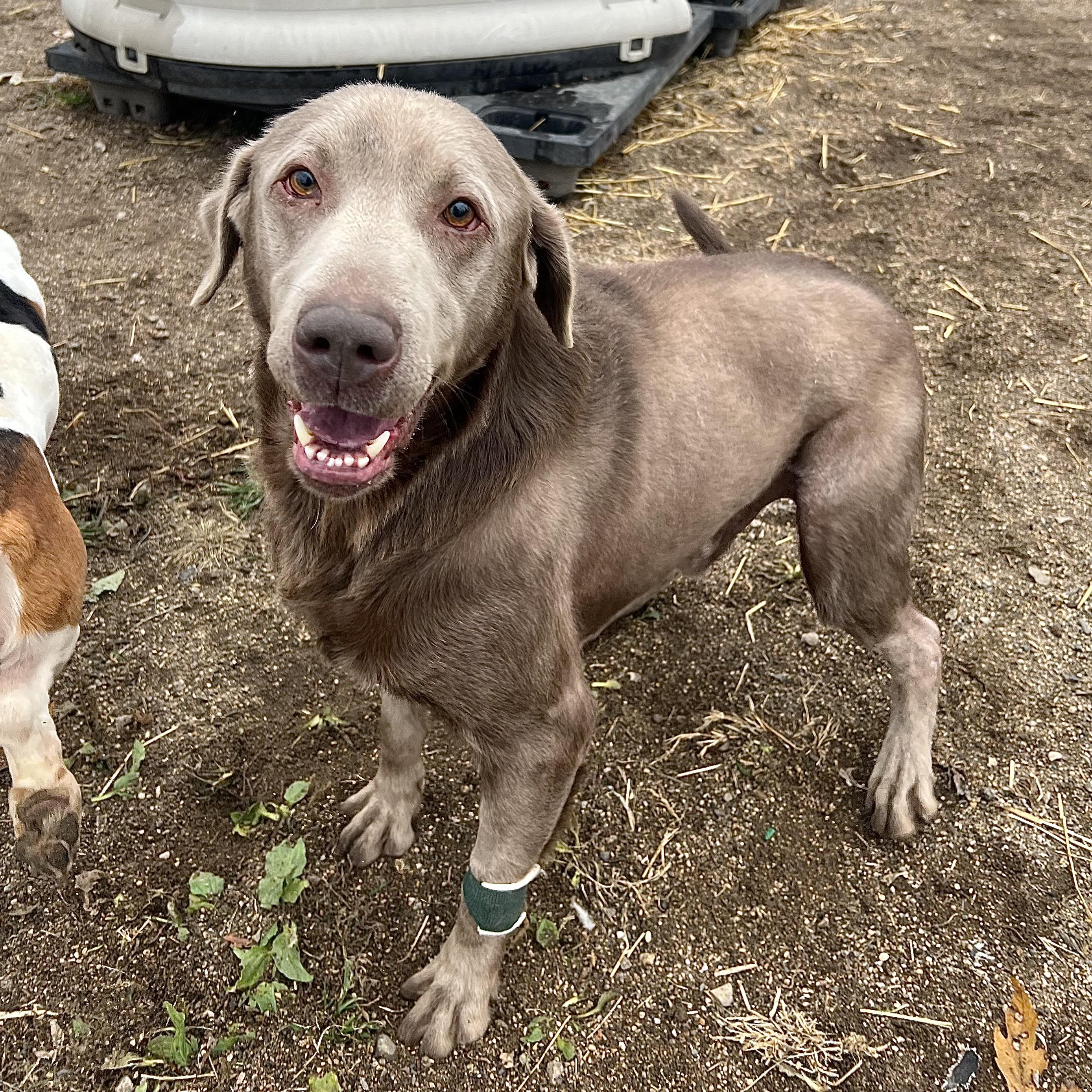 Gunner **NO FEE** (Sponsored by Figueroa’s Construction), a Adoptable Labrador Retriever in Fairmont, MN image 2/6