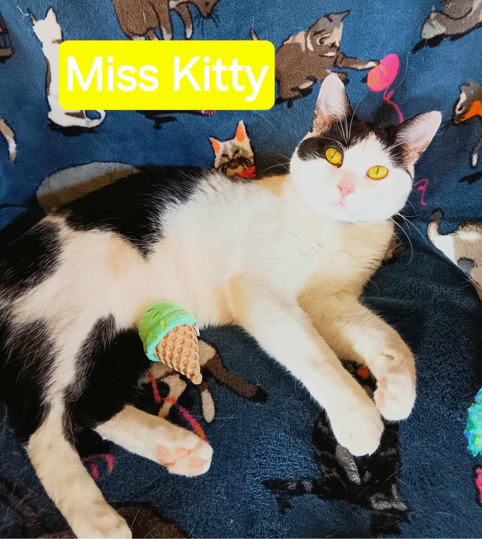 Enlarge Miss Kitty, a Adoptable Domestic Short Hair in Quincy, OH image 1/3