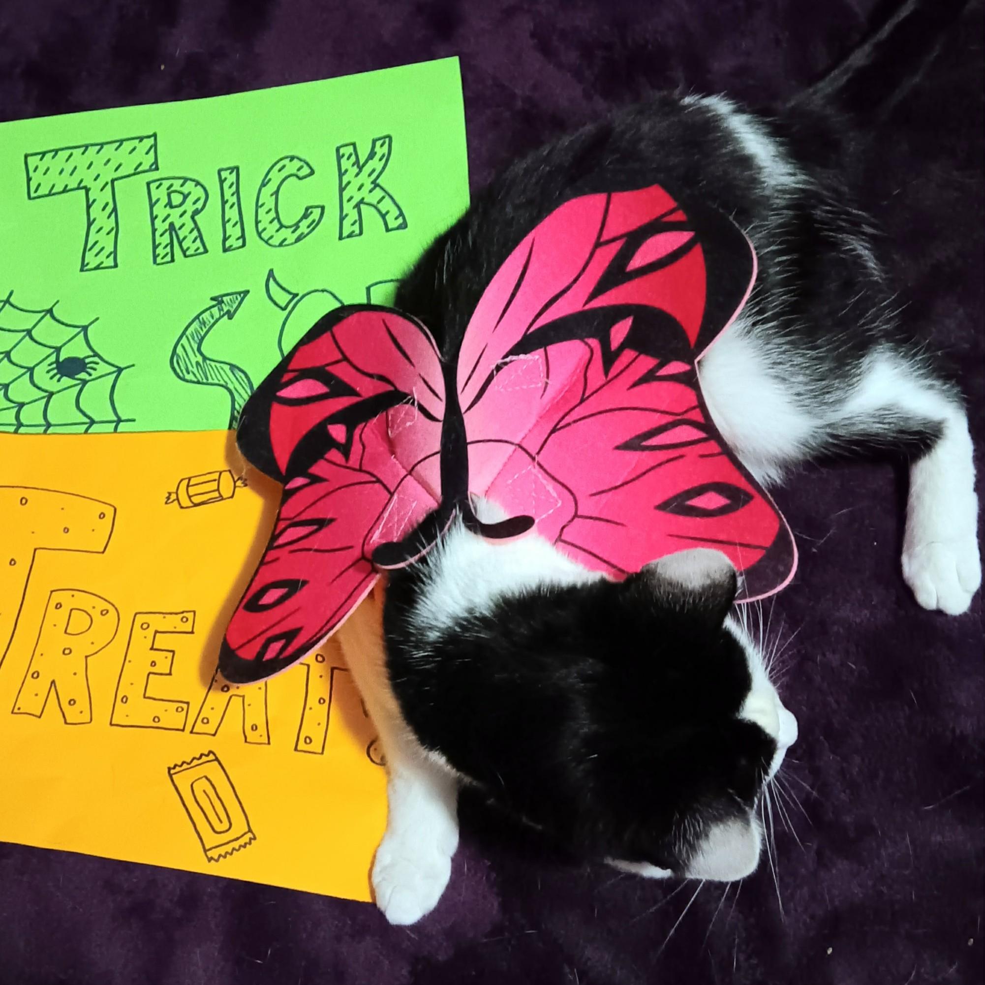 Enlarge Miss Kitty, a Adoptable Domestic Short Hair in Quincy, OH image 2/3