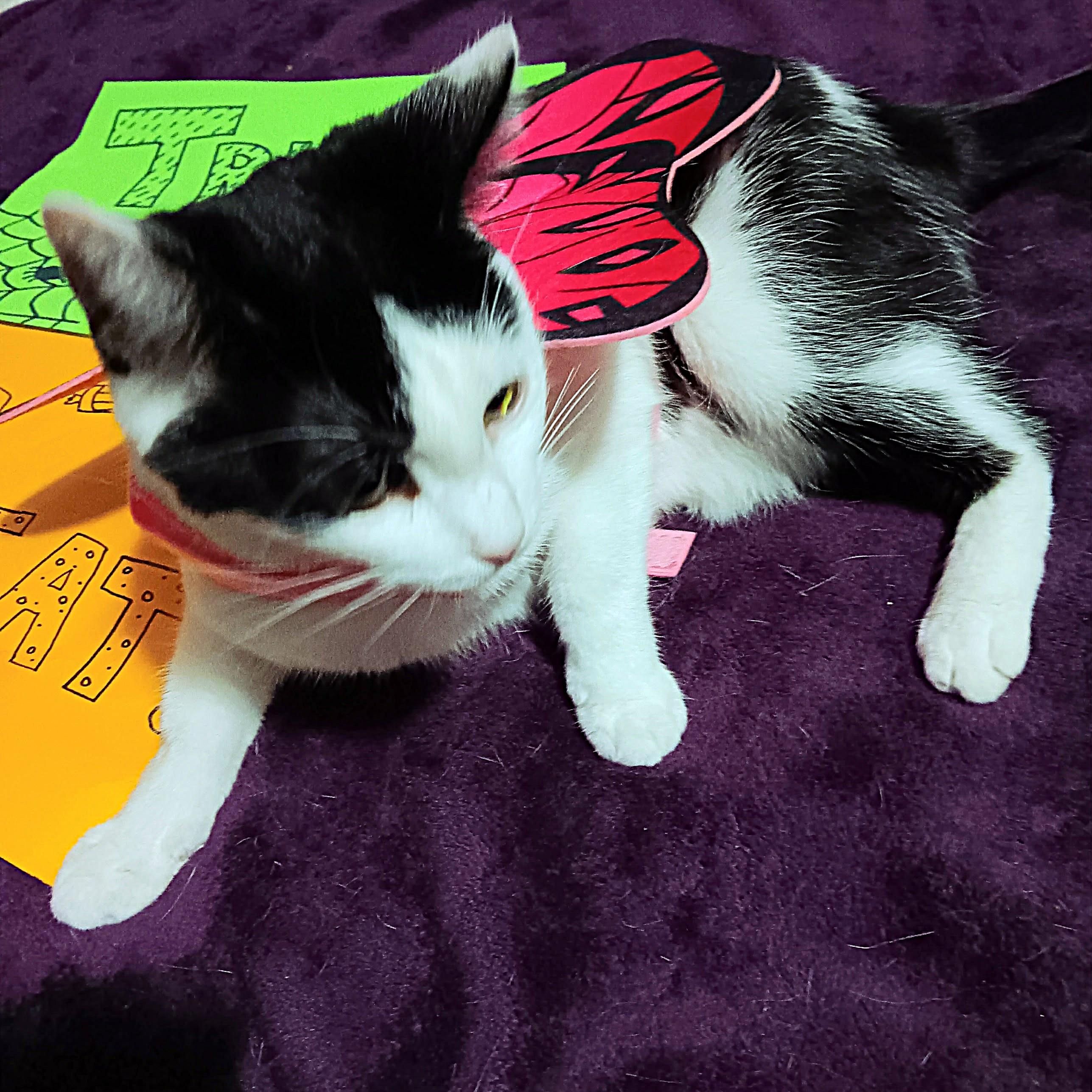 Enlarge Miss Kitty, a Adoptable Domestic Short Hair in Quincy, OH image 3/3