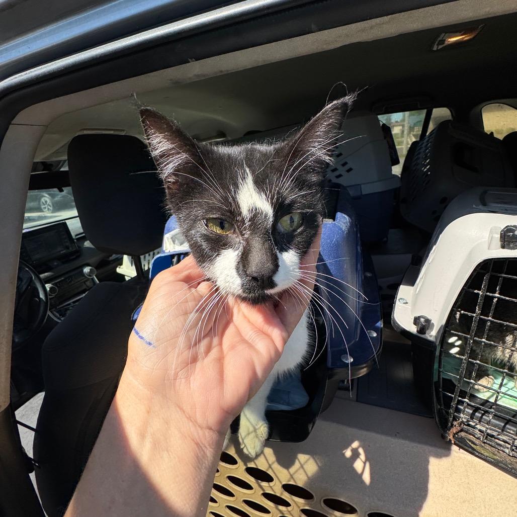 Oreo, Adoptable, Young Female Domestic Short Hair.
