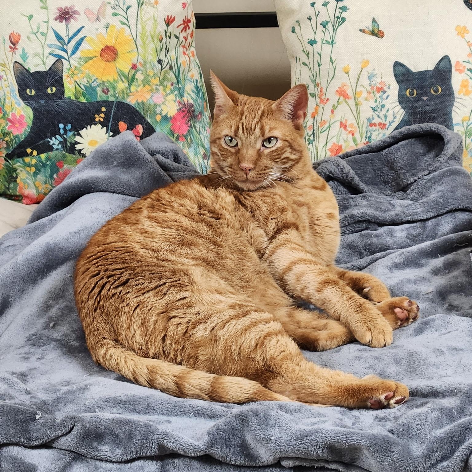 Sampson, Adoptable, Adult Male Domestic Short Hair.