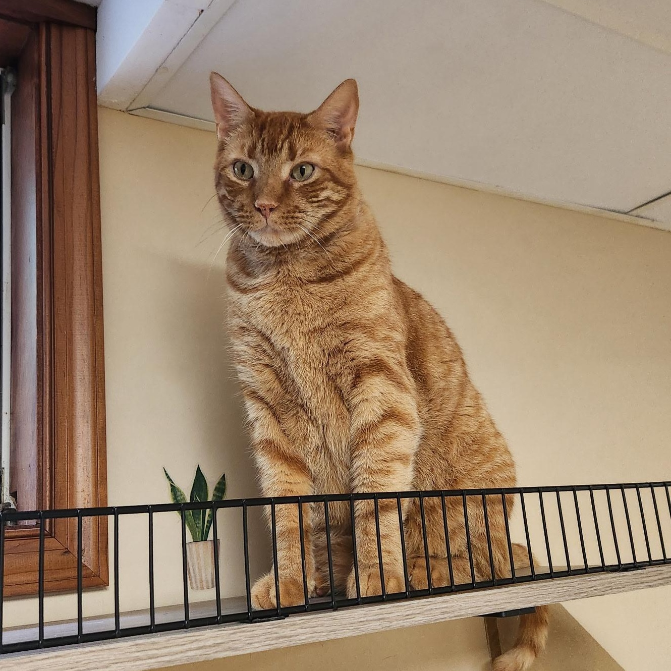 Sampson, a Adoptable Domestic Short Hair in Scranton, PA image 2/6