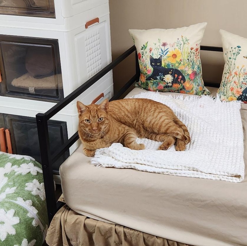 Sampson, a Adoptable Domestic Short Hair in Scranton, PA image 5/6