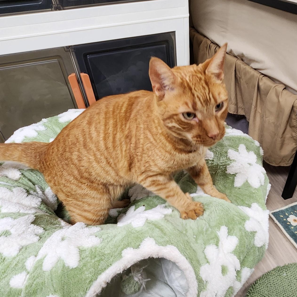 Sampson, a Adoptable Domestic Short Hair in Scranton, PA image 3/6