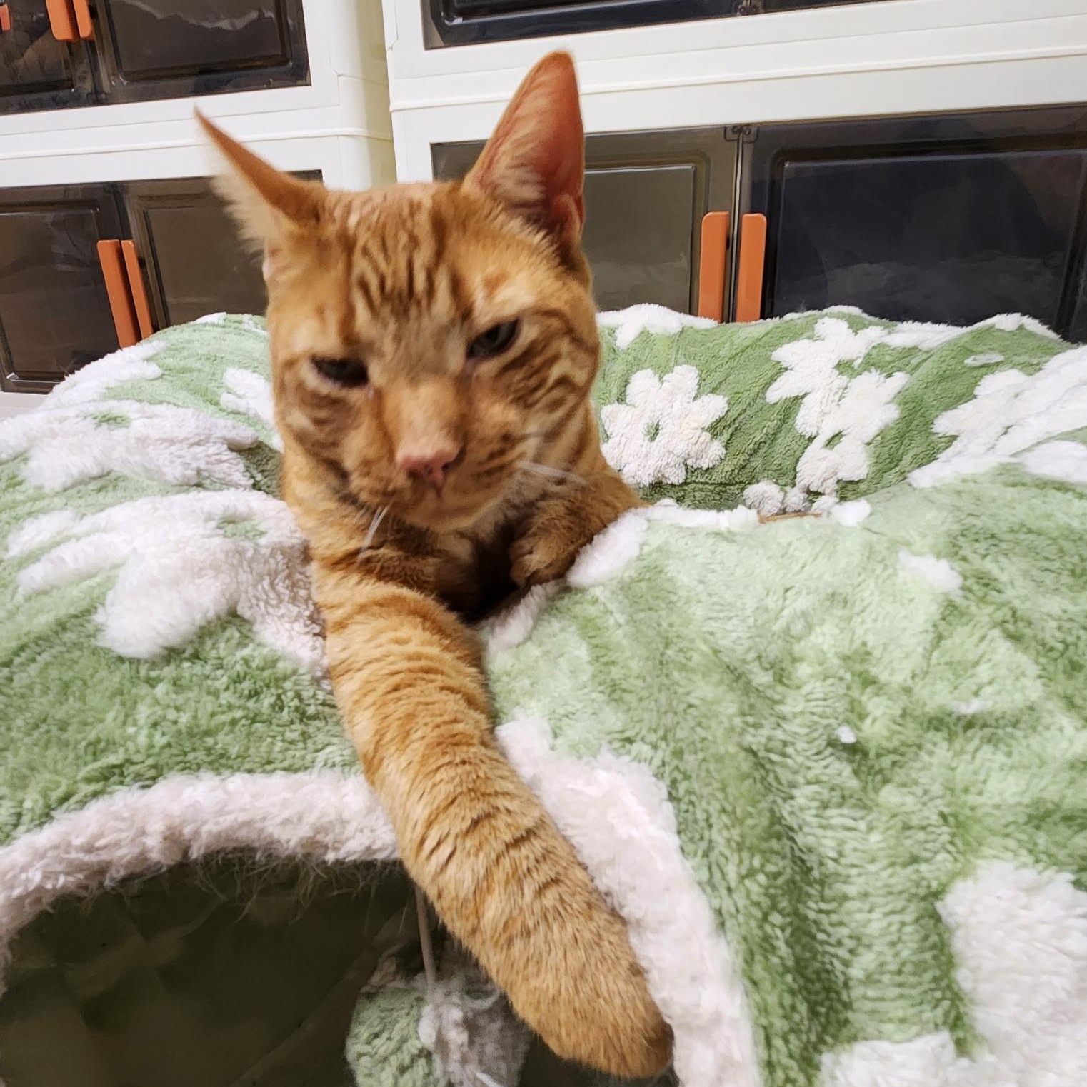 Sampson, a Adoptable Domestic Short Hair in Scranton, PA image 6/6