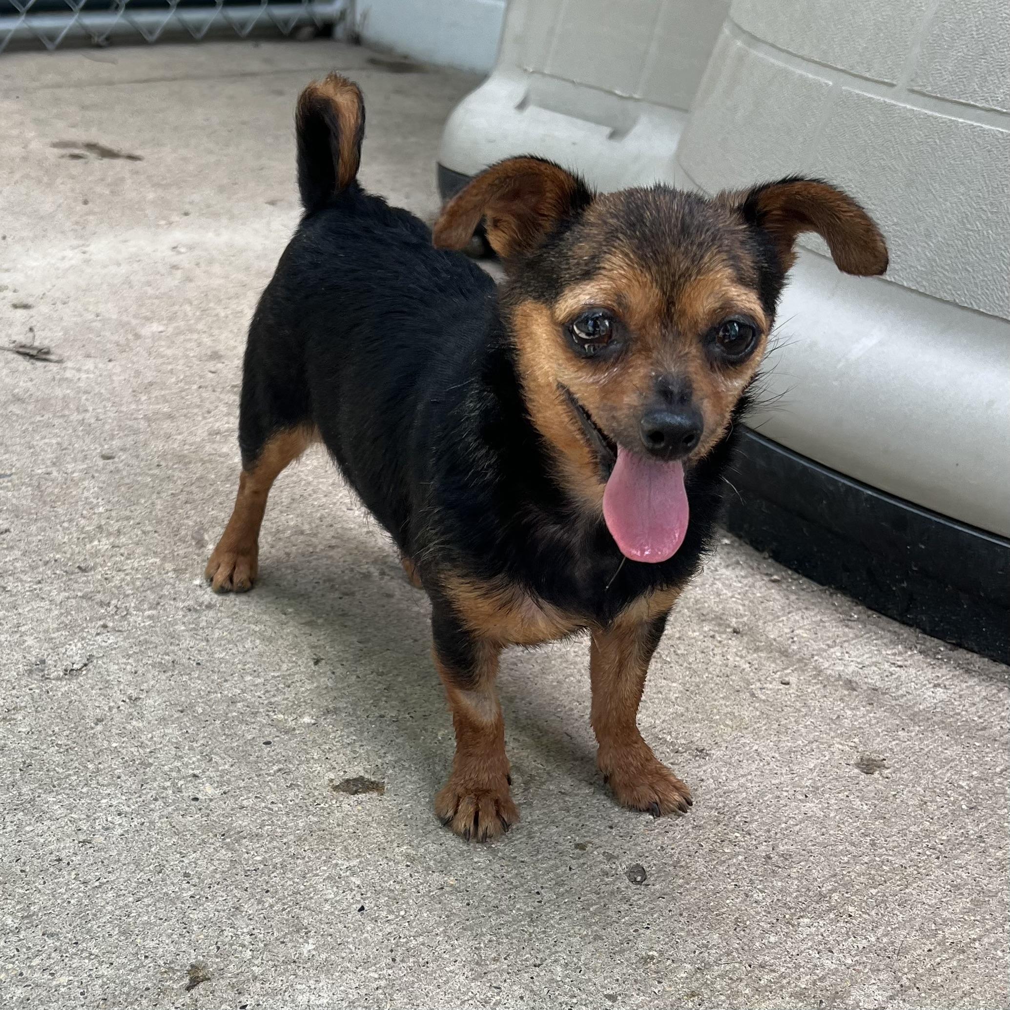 Tot, an adopted mixed breed in Fairmont, MN image 5/6