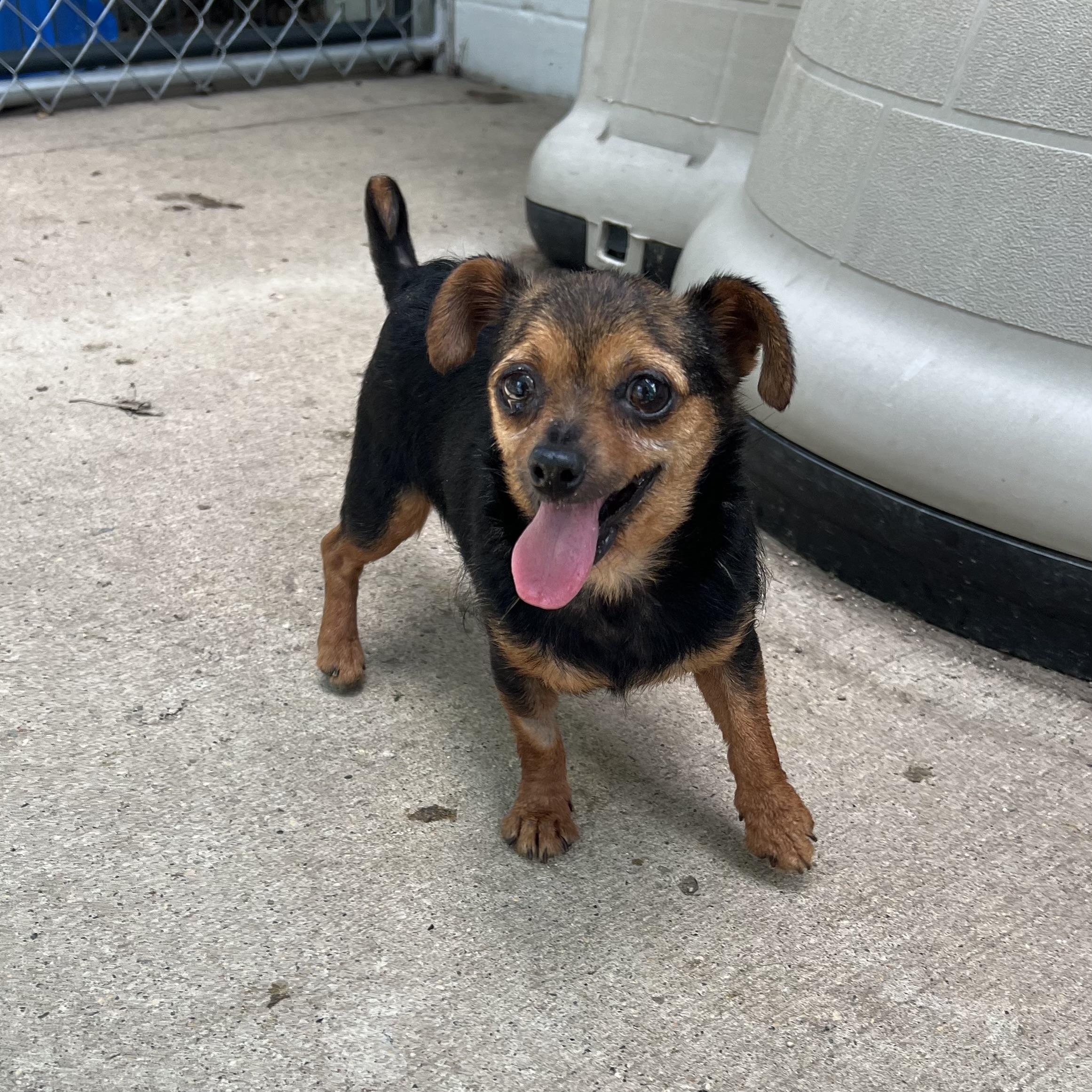 Tot, an adopted mixed breed in Fairmont, MN image 3/6