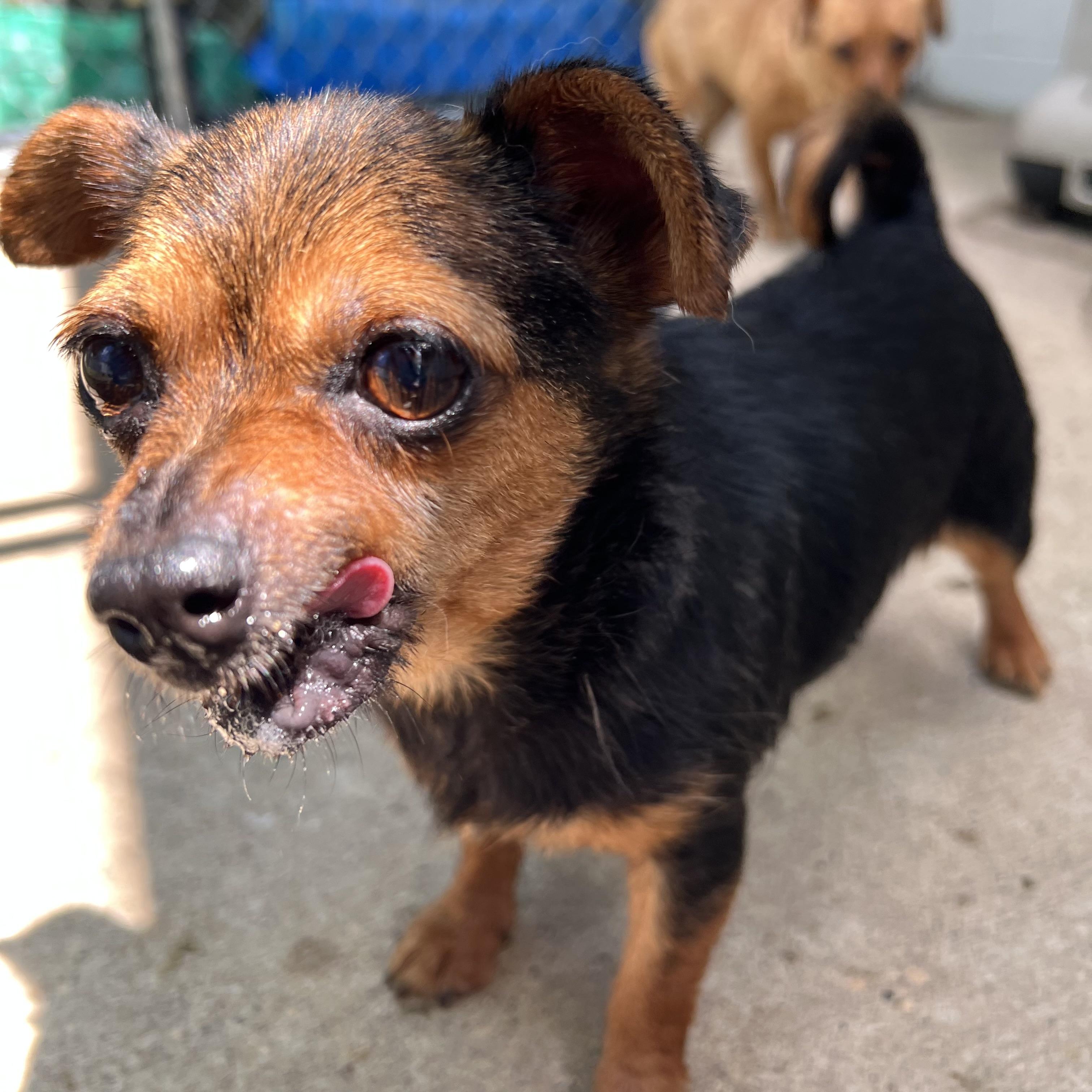 Tot, an adopted mixed breed in Fairmont, MN image 4/6