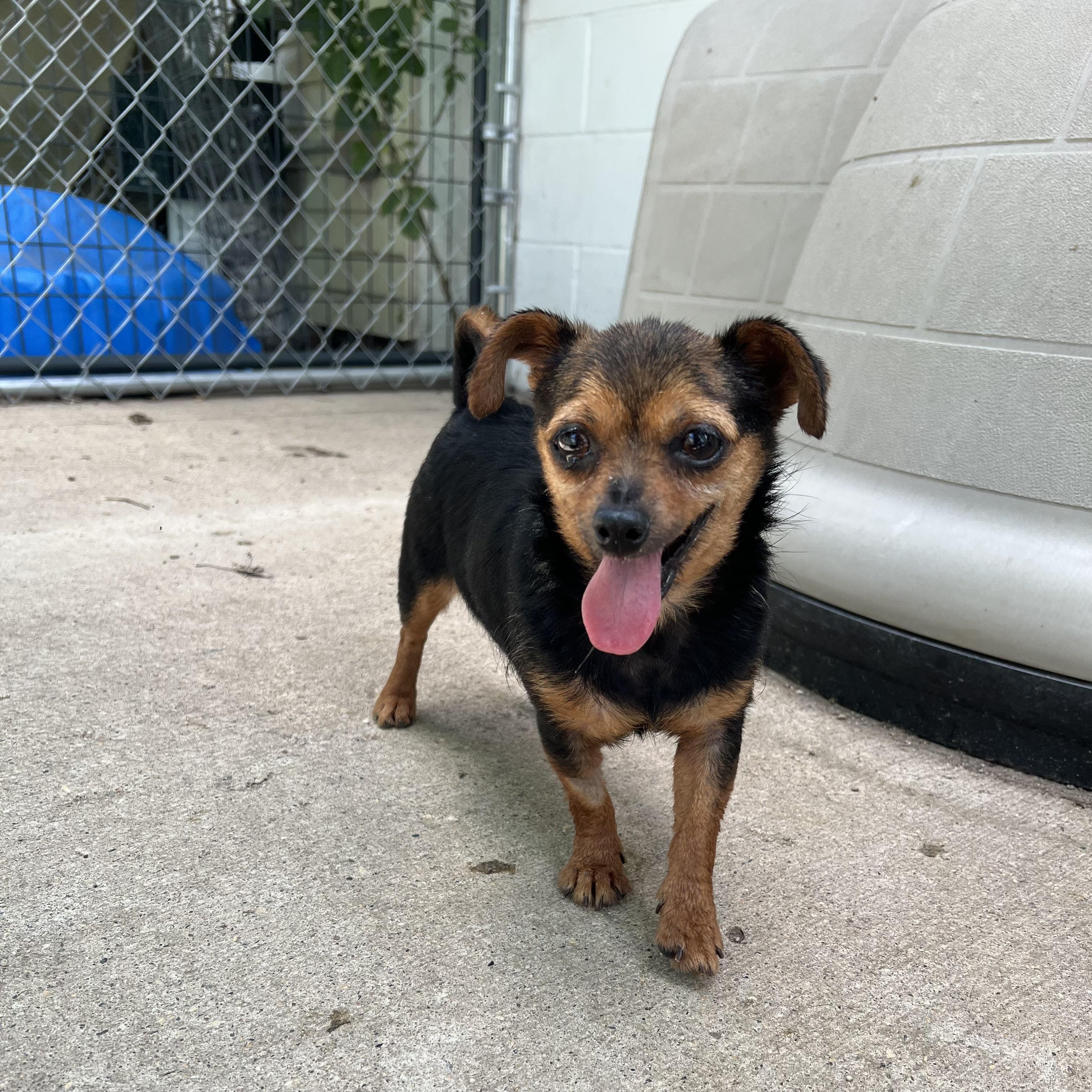Tot, an adopted mixed breed in Fairmont, MN image 6/6