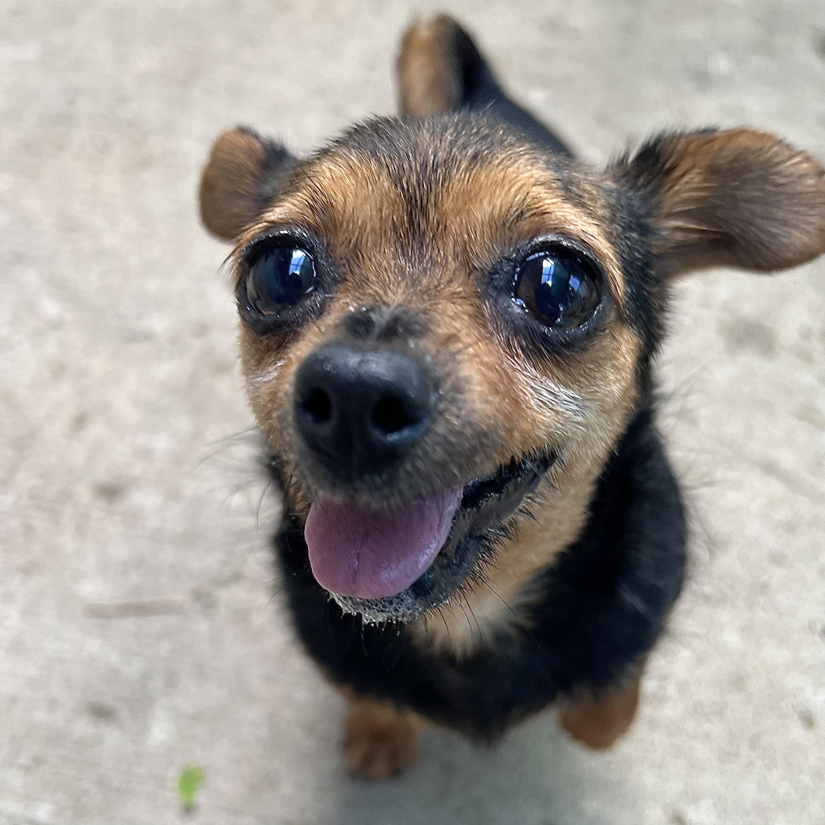 Tot, adopted, Adult Female Chihuahua.
