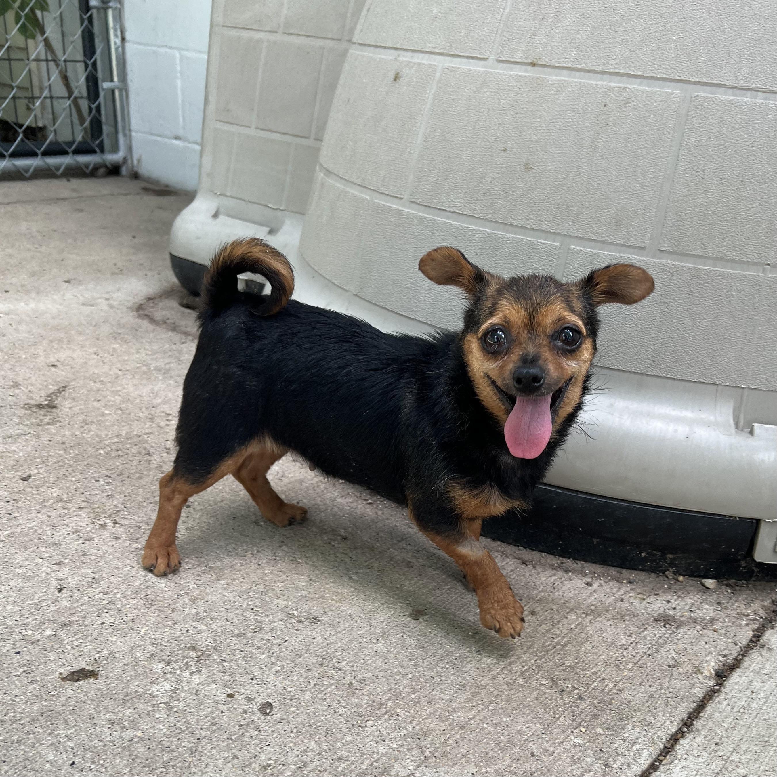 Tot, an adopted mixed breed in Fairmont, MN image 2/6