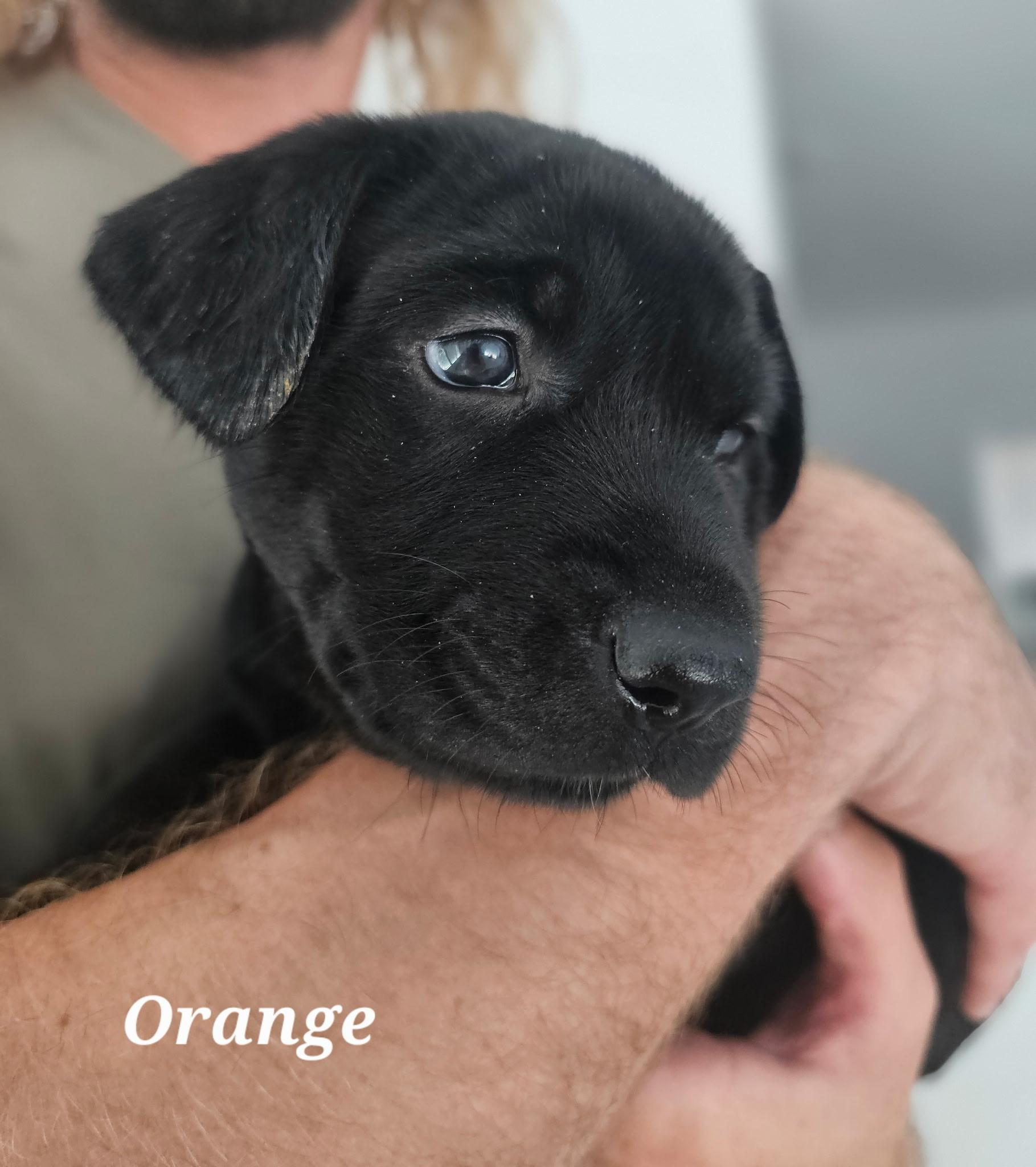 Orange (Puppy) 2