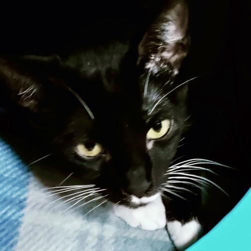 Doris, a Adoptable Domestic Short Hair in Lakeland, FL image 1/3