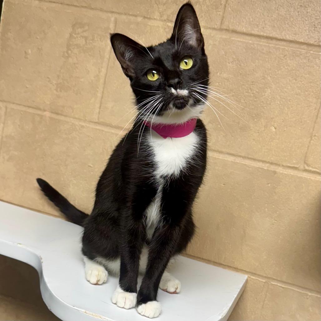 Doris, a Adoptable Domestic Short Hair in Lakeland, FL image 3/3