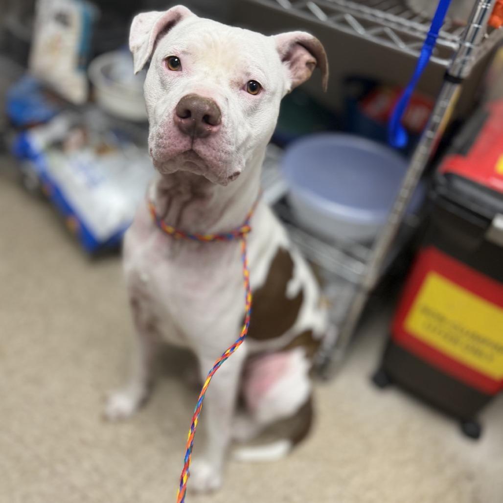 Dog 06/08/2026, Adoptable, Adult Male American Bulldog & Mixed Breed.